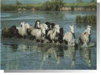 fauna Camargue