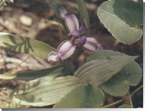 flora Plitvice
