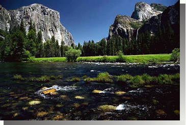 fauna Yosemite