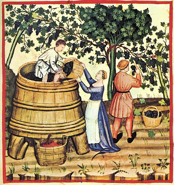 Vendemmia dell'uva